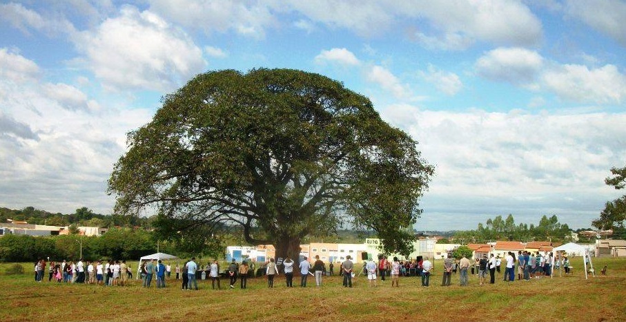 Comunidade do São Marcos realiza ato em defesa da figueira